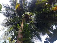 A Coconut Tree. Peppermint. In Sri Lanka. Stock Image A Coconut Tree. Peppermint. In Sri Lanka. Stock Image