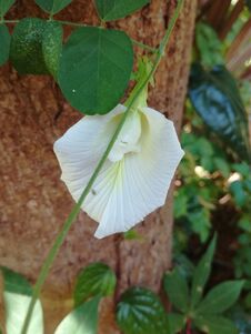 A White-colored Stamen. Suitable For A Background. In Sri Lanka. Stock Photo A White-colored Stamen. Suitable For A Background. In Sri Lanka. Stock Photo