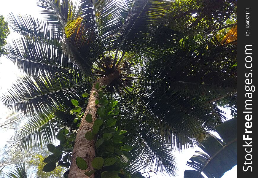 A coconut tree. Peppermint. In Sri Lanka. Agriculture in Asia. Suitable for a background. Salt is planted in mixed soil.