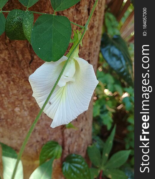 A White-colored Stamen. Suitable For A Background. In Sri Lanka. Â 