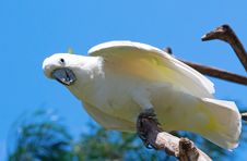 Sulphur-crested Cockatoo Royalty Free Stock Images Sulphur-crested Cockatoo Royalty Free Stock Images