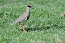 Crowned Plover Royalty Free Stock Photos Crowned Plover Royalty Free Stock Photos