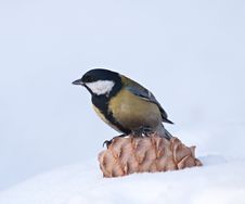 Tomtit Royalty Free Stock Photo