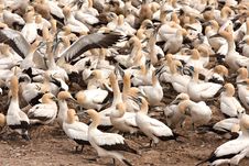 Cape Gannets Birds Stock Photos Cape Gannets Birds Stock Photos
