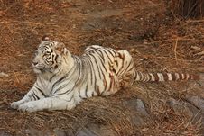 White Tiger Stock Photography