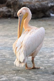 Pelican Royalty Free Stock Image Pelican Royalty Free Stock Image