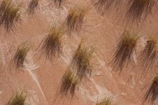 Desert Dune Grass Royalty Free Stock Images