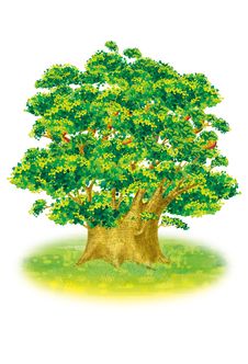 Green Tree Royalty Free Stock Image