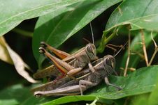 Grasshoppers Couple Stock Photos