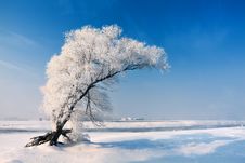 Winter Tree Stock Image