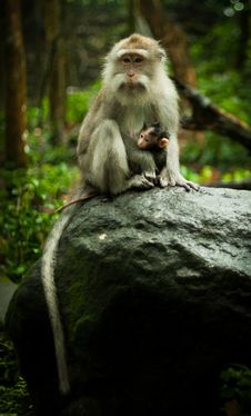 Monkey In A Tree Stock Photo