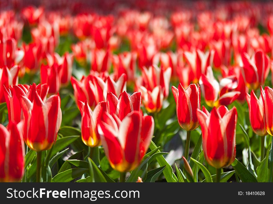 Cropped view of a field of red tulips