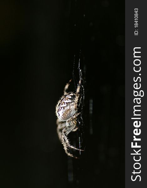 Close up of femele spider Araneus diadematus