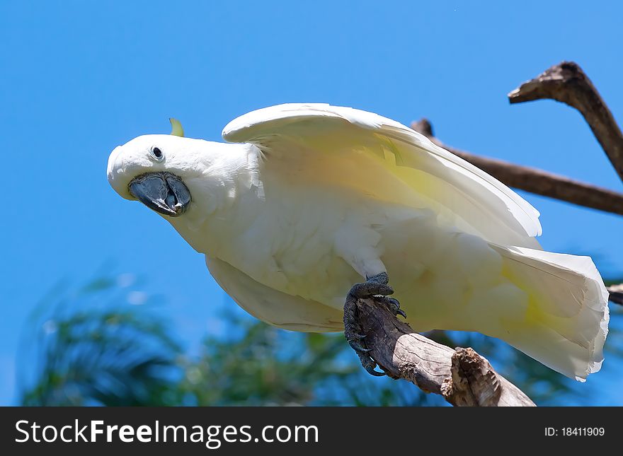 Sulphur-crested Cockatoo