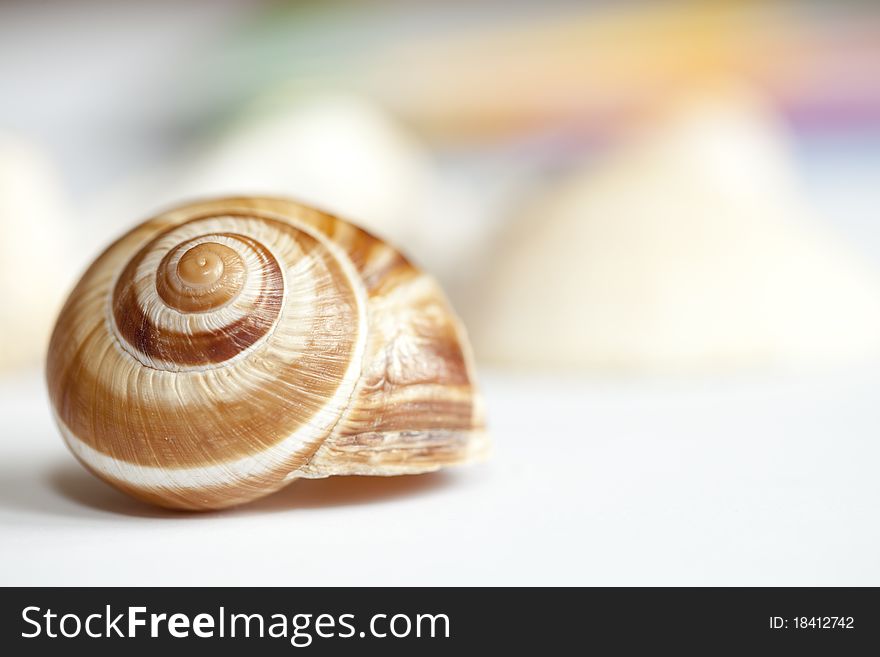 Studio shot of shell with colors in background. Studio shot of shell with colors in background