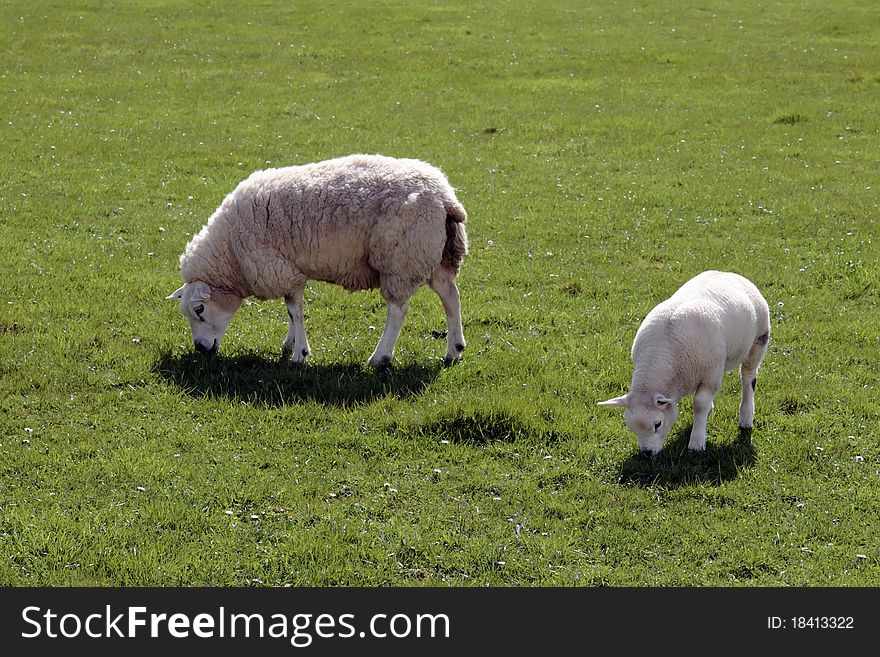 Sheep and lamb grazing on green grass in ireland