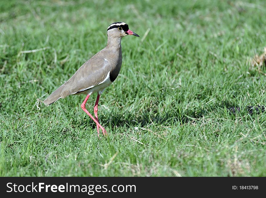 A Crowned Plover, photographed in the wild, South Africa.