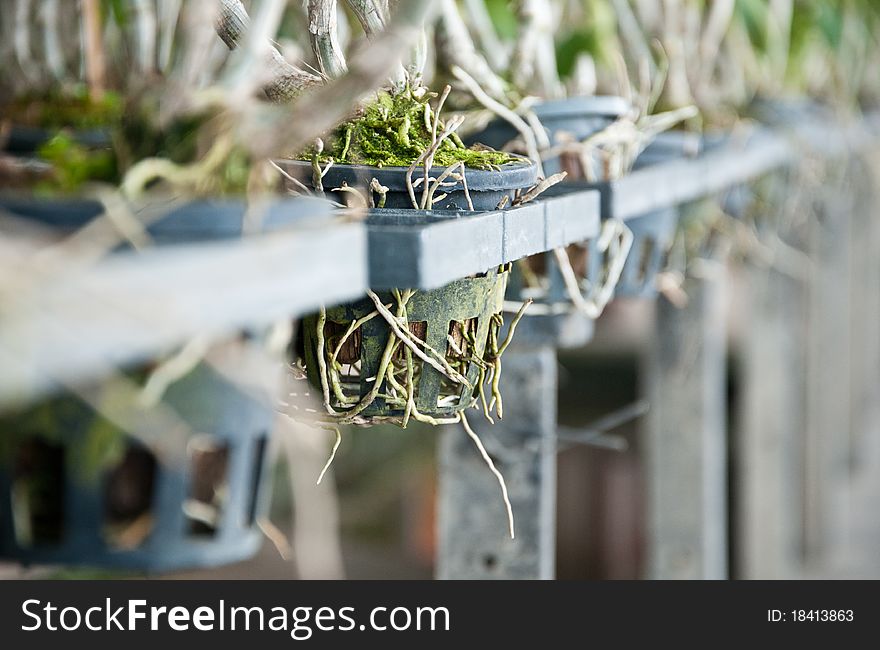 Dry Root Plant