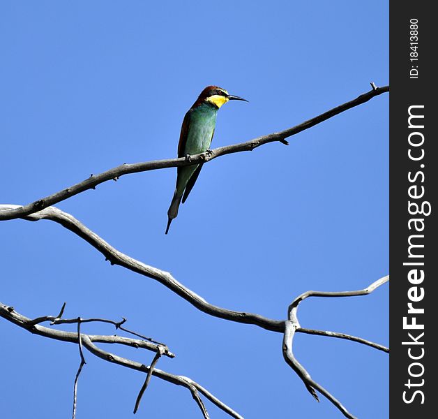 An European Bee-eater perching on a branch.  Photographed in the wild. An European Bee-eater perching on a branch.  Photographed in the wild.