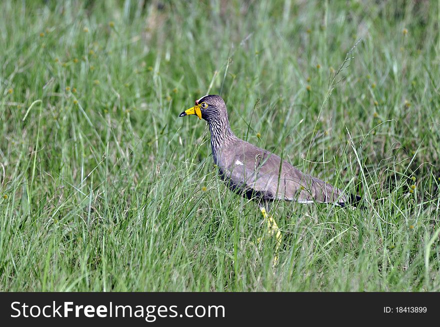 A Wattled Plover, photographed in the wild, South Africa.