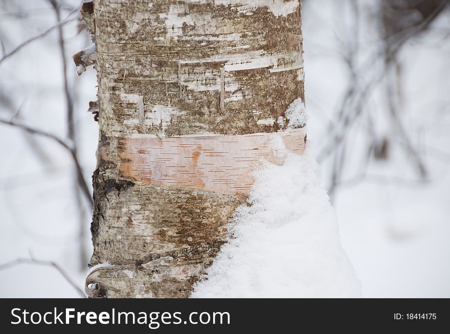 Birch forest in winter. Wounded tree. Birch forest in winter. Wounded tree.