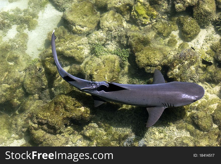 A white tip shark at the galapagos islands. A white tip shark at the galapagos islands