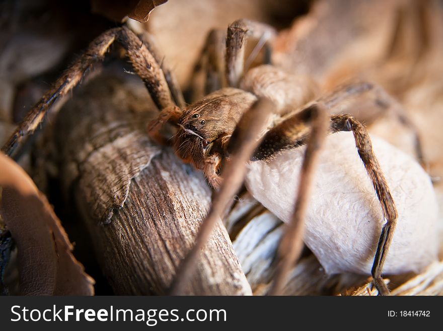 A female huntsman spider carry an egg sac.