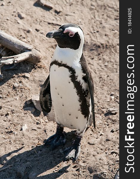 An African pengiun standing at the sea side.