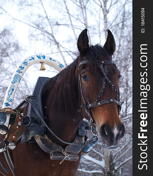 Portrait of a horse in harness close. Portrait of a horse in harness close