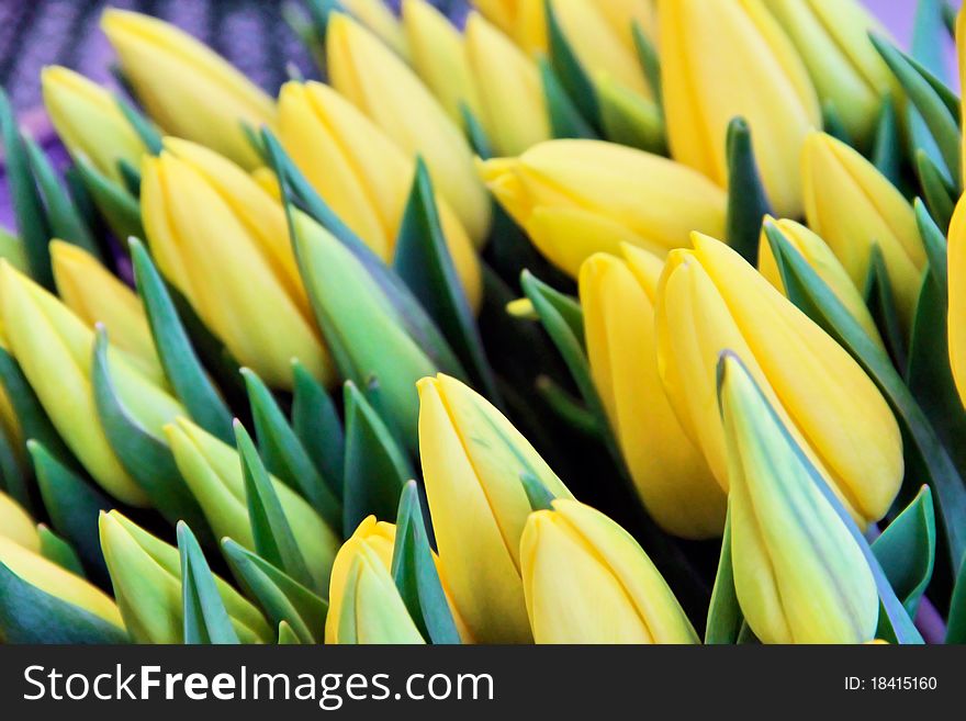 Heads of Yellow Tulips Closeup