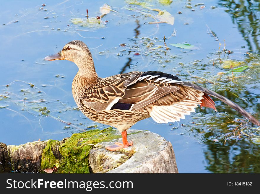 Female mallard duck on the lake in summer