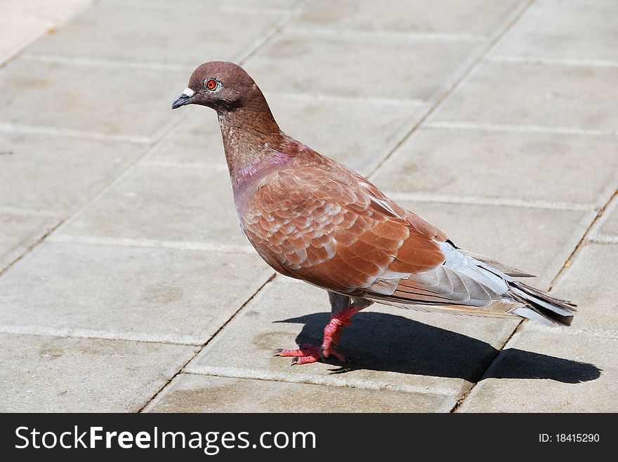 Brown pigeon walking on cobblestone pavement