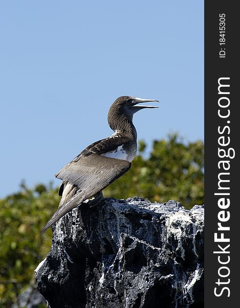 A gannet on a rock at a galapagos coastline. A gannet on a rock at a galapagos coastline