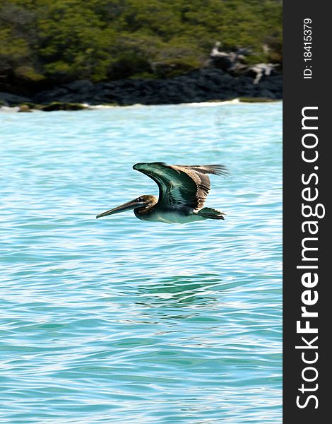 A pelican in flight at the galapagos islands. A pelican in flight at the galapagos islands