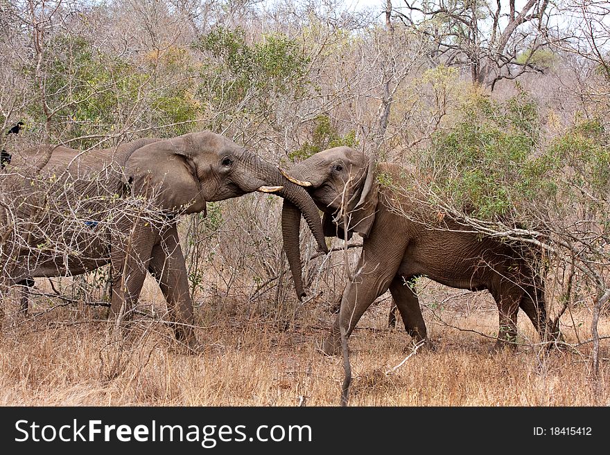 Two bull african elephants fighting in Kruger National Park, South Africa