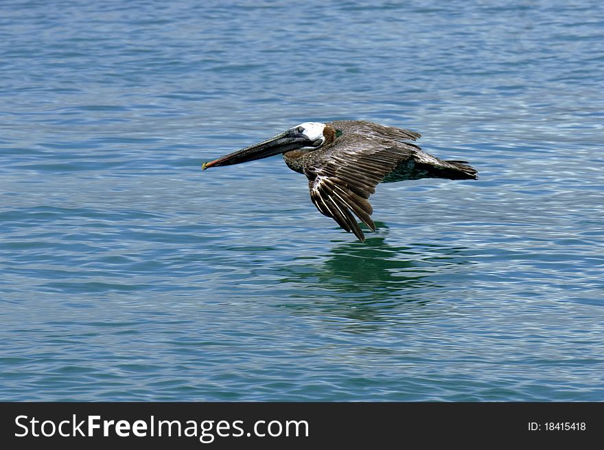 A pelican in flight at the galapagos islands. A pelican in flight at the galapagos islands