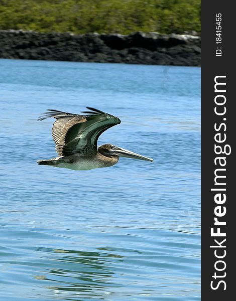 A pelican in flight at the galapagos islands. A pelican in flight at the galapagos islands