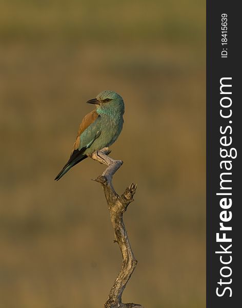 This is a roller on a tree. It is in very nice light (the picture was made early morning). This is a roller on a tree. It is in very nice light (the picture was made early morning).