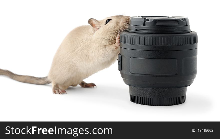 Little mouse gnawing a photo lens over white background