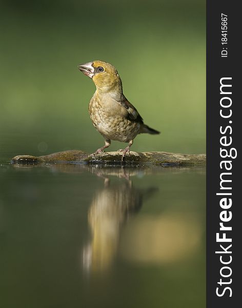 A bird with his mirrored picture in the water. A bird with his mirrored picture in the water