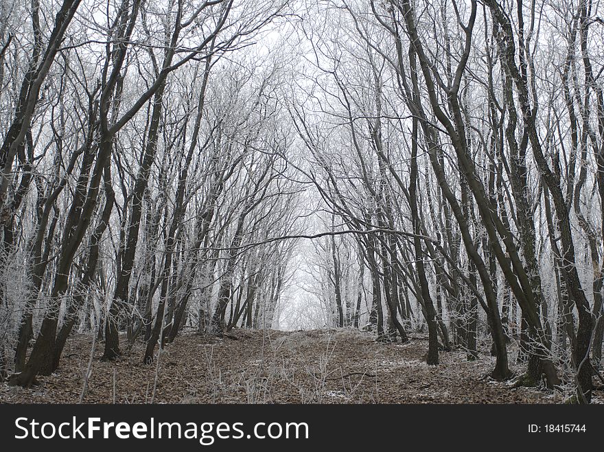 A Very Nice Winter Forest