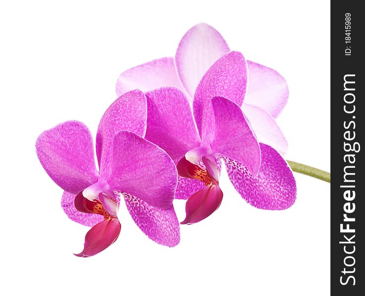 Pink orchids isolated on white background