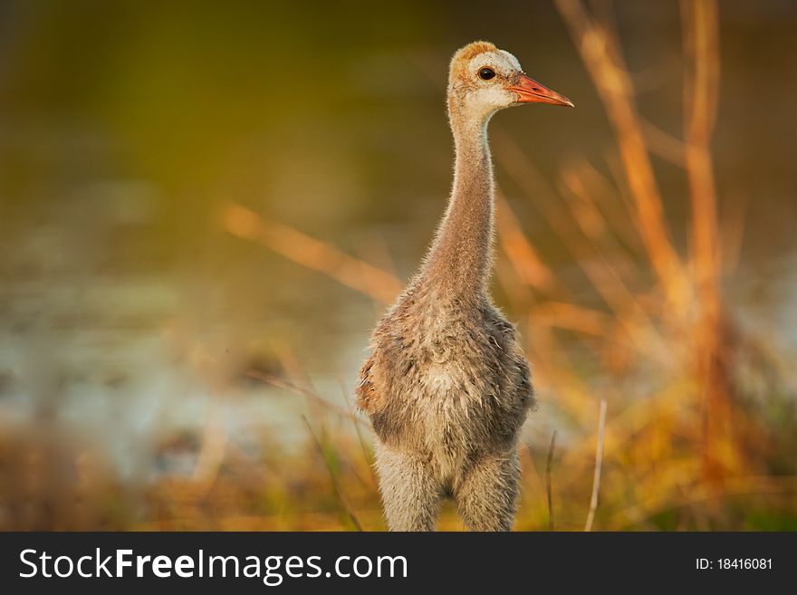 Curious young sandhill crane exploring his world