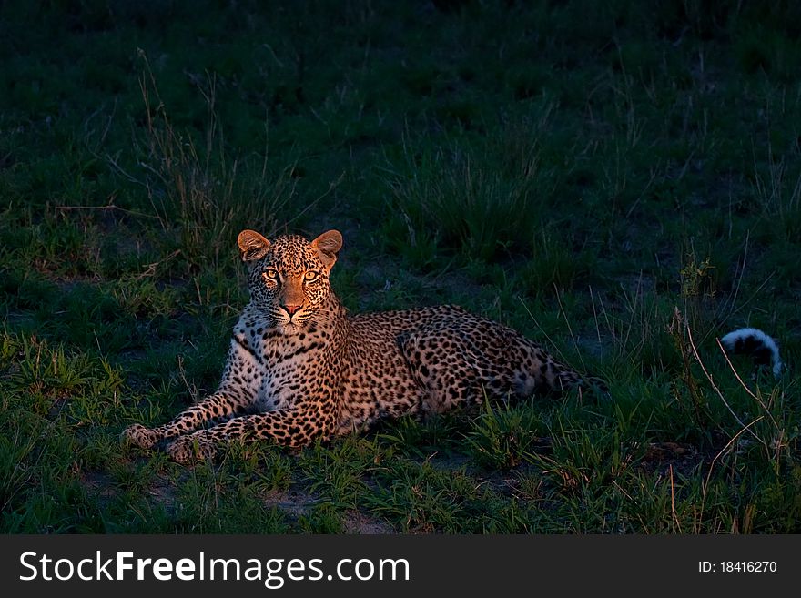 African leopard at dusk lying on green grass lighted with a spotlight in Sabi Sand nature reserve in South Africa