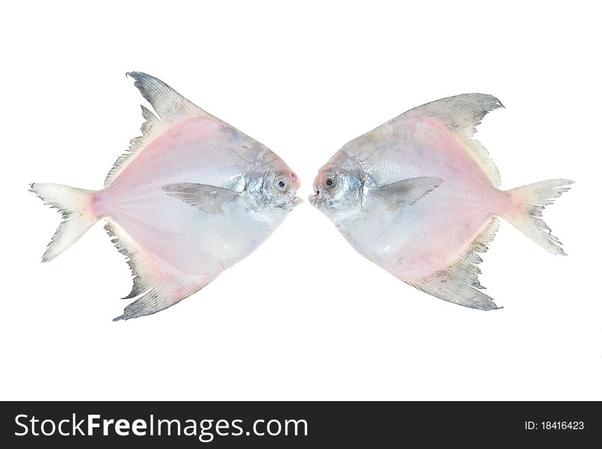 Two White Pomfret Fishes Arranged Facing Each Other Isolated On White Background