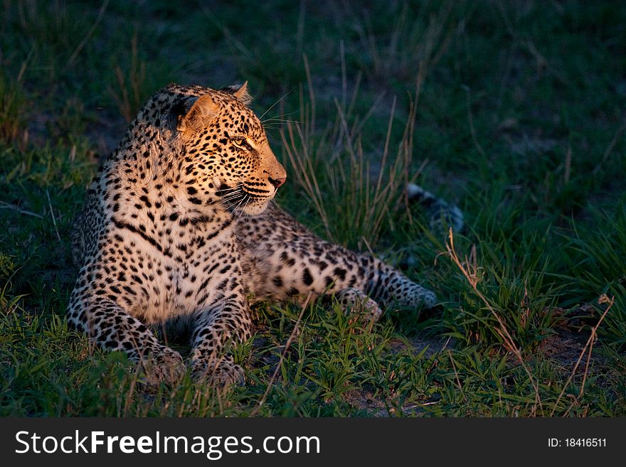 African leopard at dusk lying on green grass lighted with a spotlight in Sabi Sand nature reserve in South Africa