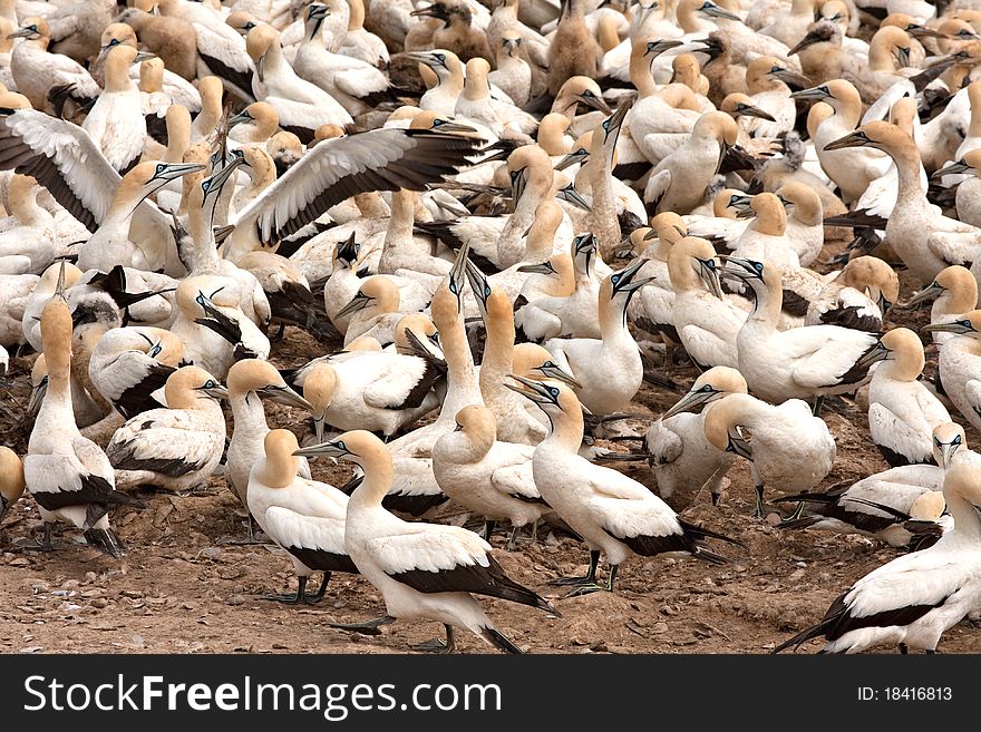 Colony of cape gannets at Lamberts Bay bird island, South Africa. Colony of cape gannets at Lamberts Bay bird island, South Africa