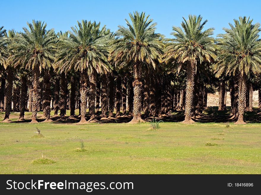 Date Palm Farm Free Stock Images, Palm Tree Farm California