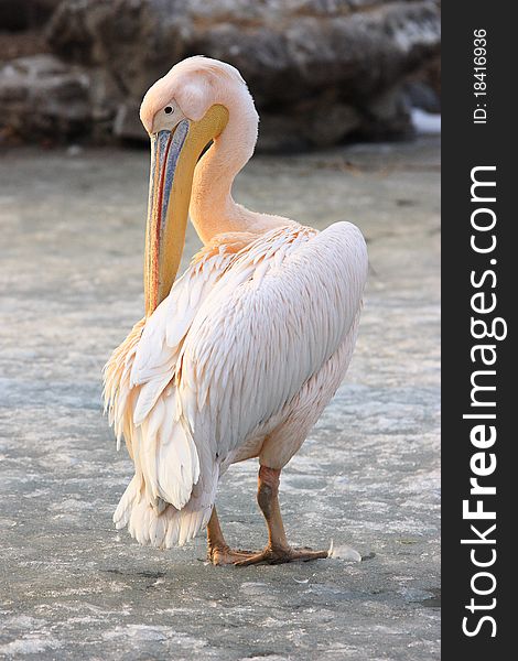 American brown pelican is standing on the ice