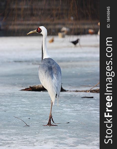 A crane is standing on the ice